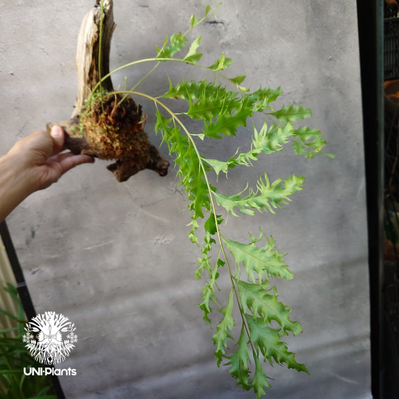 ドリナリア　リギデュラ　ホワイティ　株分け Drynaria rigidula `whitei' ドリナリア·リギデュラ'ホワイティ