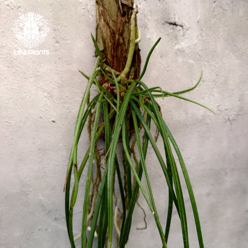 セイデンファデニア ミトラタyellow Seidenfadenia mitrata yel