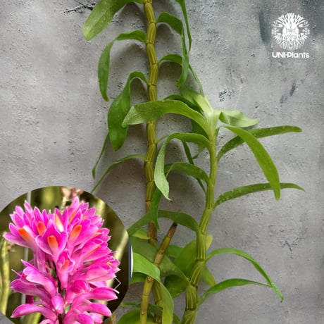 CATEGORY 着生ラン (Orchid) | UNI-Plants ビカクシダ、ホヤ植物、