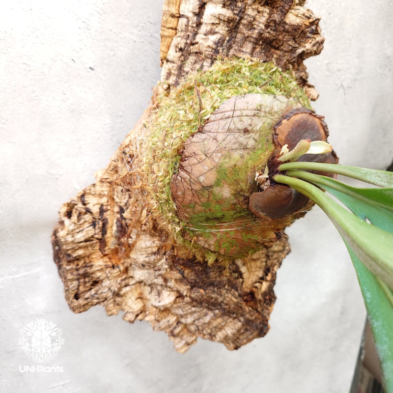 Platycerium Song-Khwae (Yot #3) P. hillii x (P.