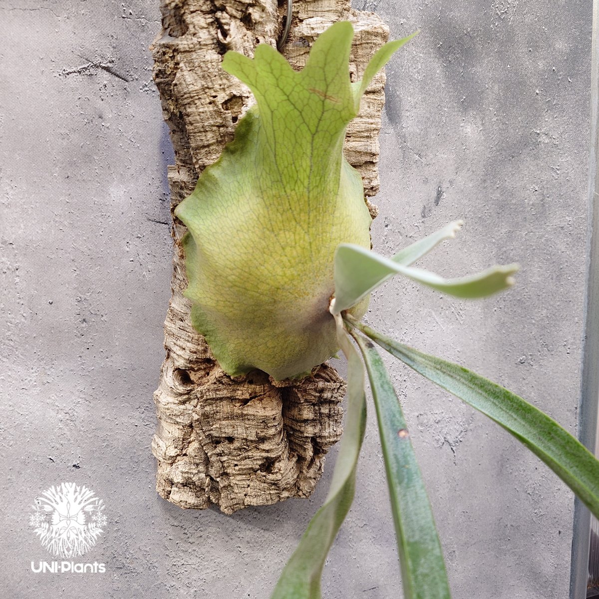 Platycerium Paul Vespa（ポールべスパ) 特選大株ビカクシダ Platycerium Paul Vespa（ポールべスパ) 特選大株ビカクシダ
