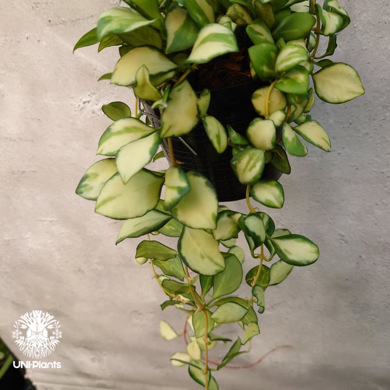 ホヤ　ヘウスケリアナ　斑入り ホヤ：ヘウスケリアナ（斑入り） 5号吊り鉢 の通販 | 園芸ネット