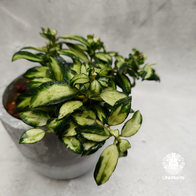 ホヤ　ラクノーサ　中斑種の３種セット ホヤ ラクノーサ 中斑種の3種セット ホヤ ラクノーサ 中斑種の3種セット