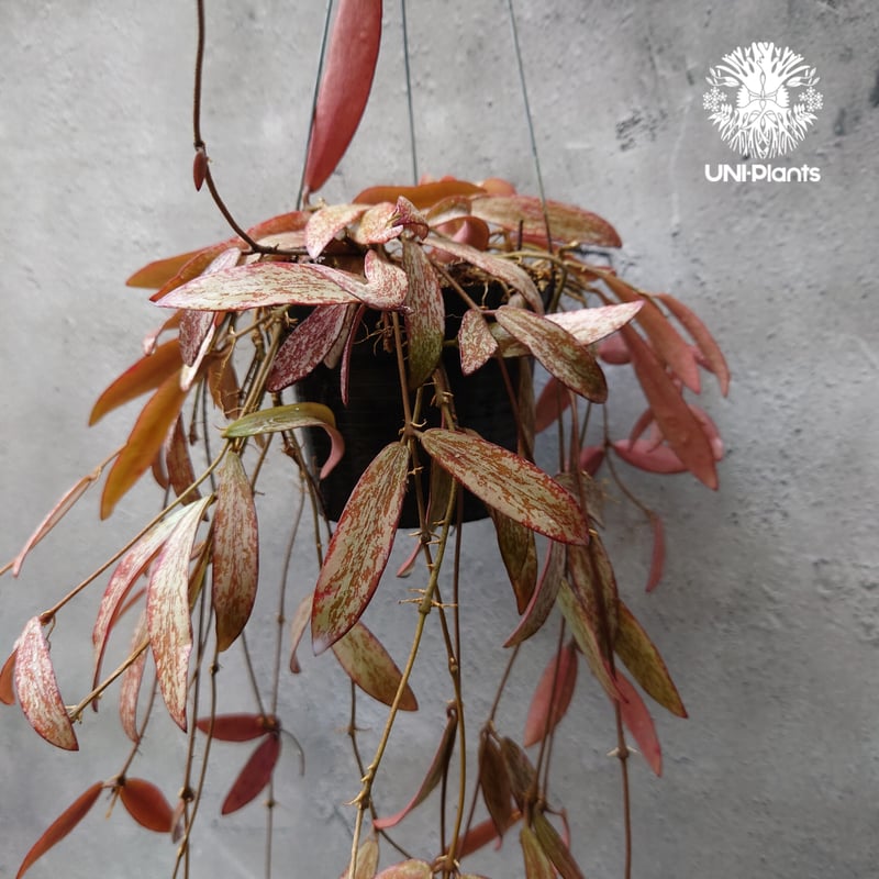 花座付き。Hoya sigillantis ホヤ シギラティス ホヤ 植物 ホヤの花