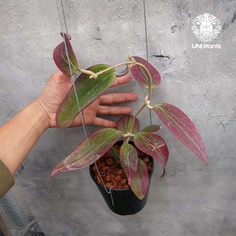 Hoya Potsii borneo red leaves ホヤ ポティシィ  ボルネオ ホヤ植物 ホヤの花 Hoya plants 希少 レア つる性植物