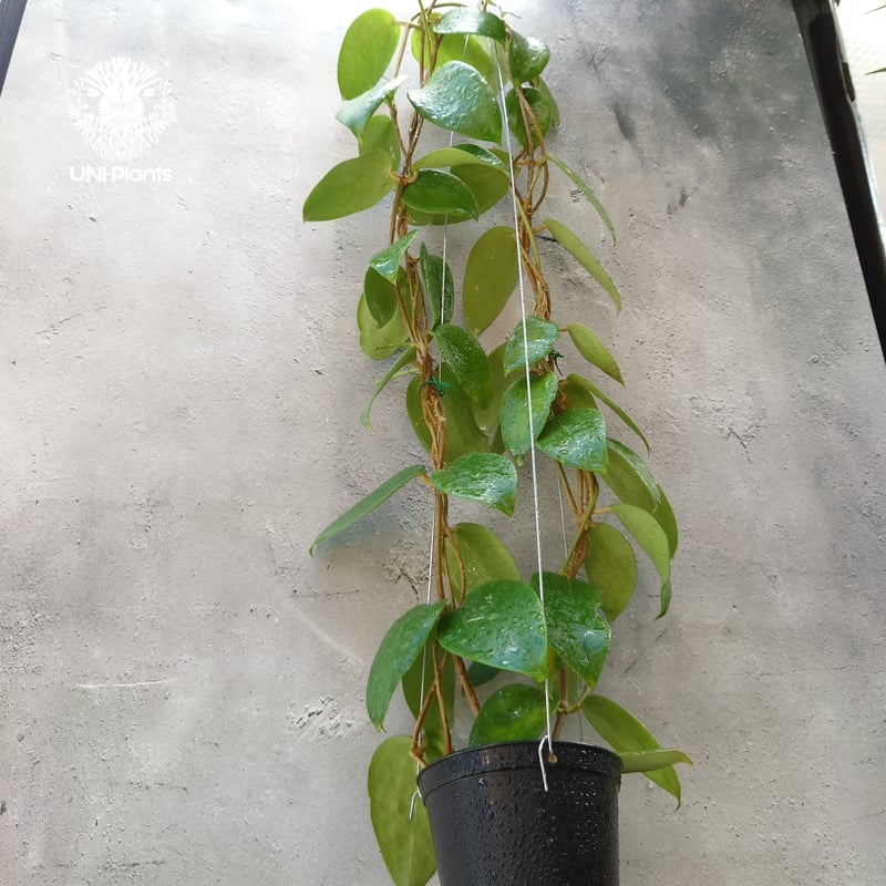 ホヤ アルドリッチ Hoya aldrichii ホヤ植物 サクララン Hoyaplants