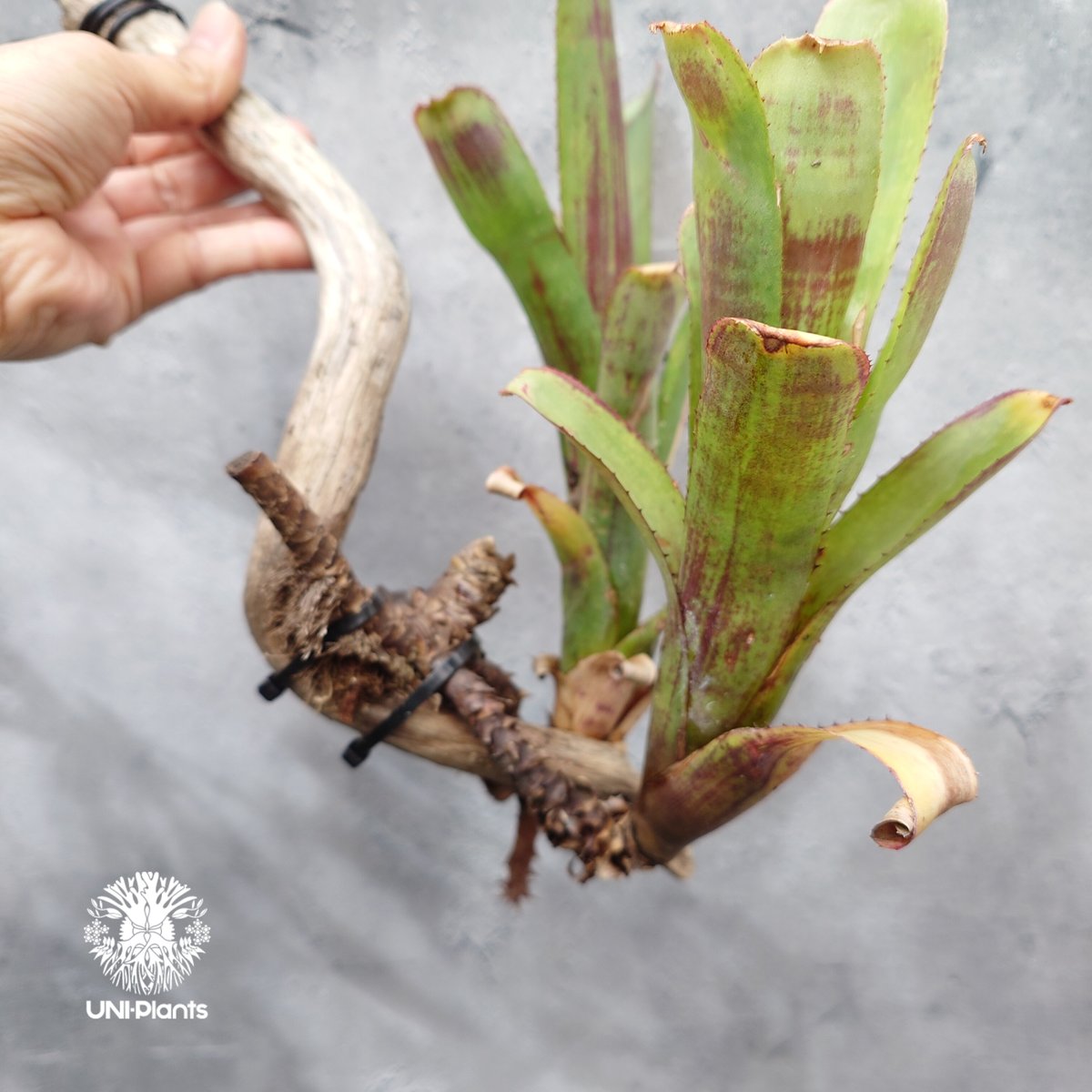 Aechmea hybrid (Green) エクメア ハイブリッド 流木付け