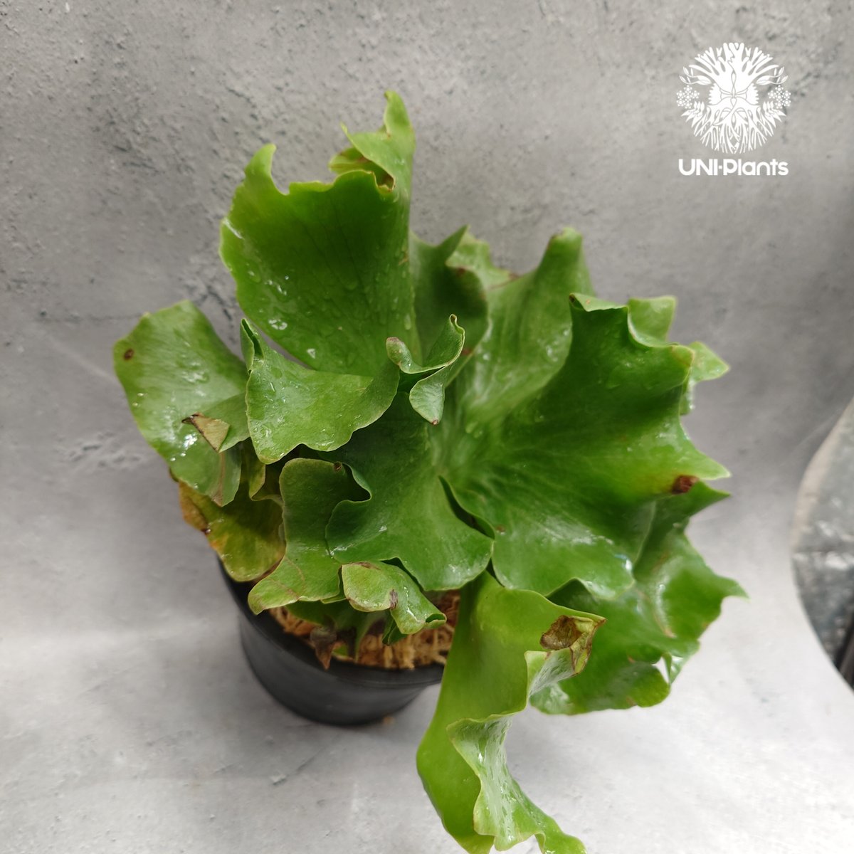 専用　ビカクシダ Platycerium Butterfly ビカクシダ バタフライPlatycerium シダ