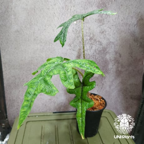 Alocasia jacklyn アロカシア ジャクリン アロカシアジャックリン 観葉植物 珍奇植物  希少 珍しい インテリア植物 アロイド