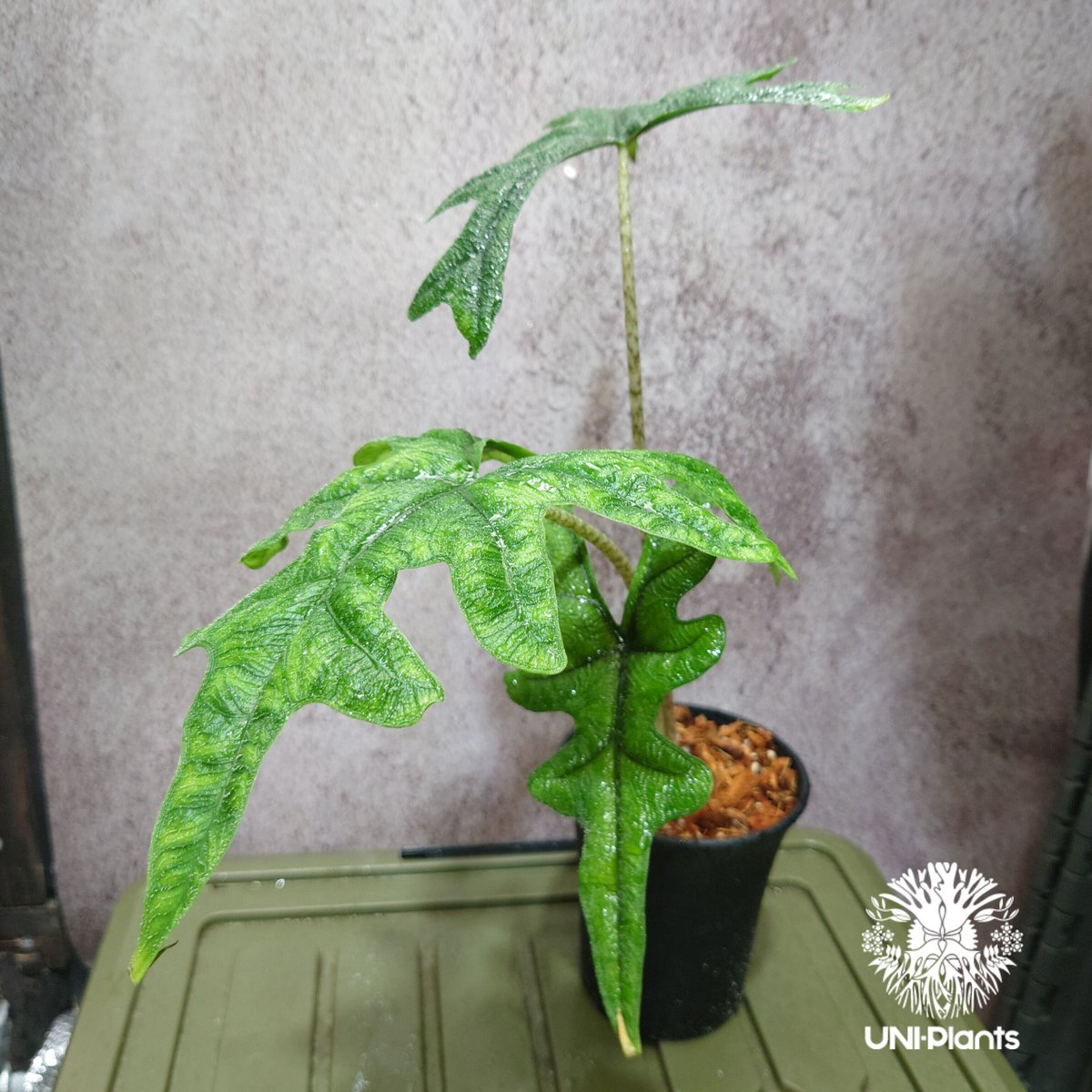 Alocasia jacklyn アロカシア ジャクリン アロカシアジャック Alocasia jacklyn アロカシア ジャクリン アロカシアジャック
