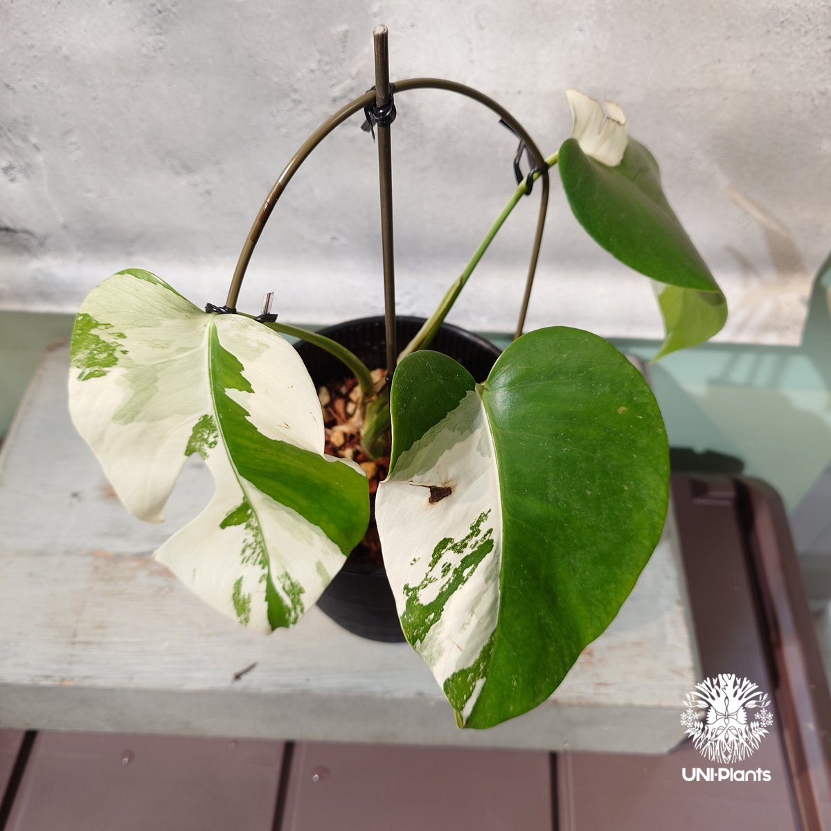 国内繁殖株・一点物】Monstera borsigiana 'Albo'｜モンステラ・ボル