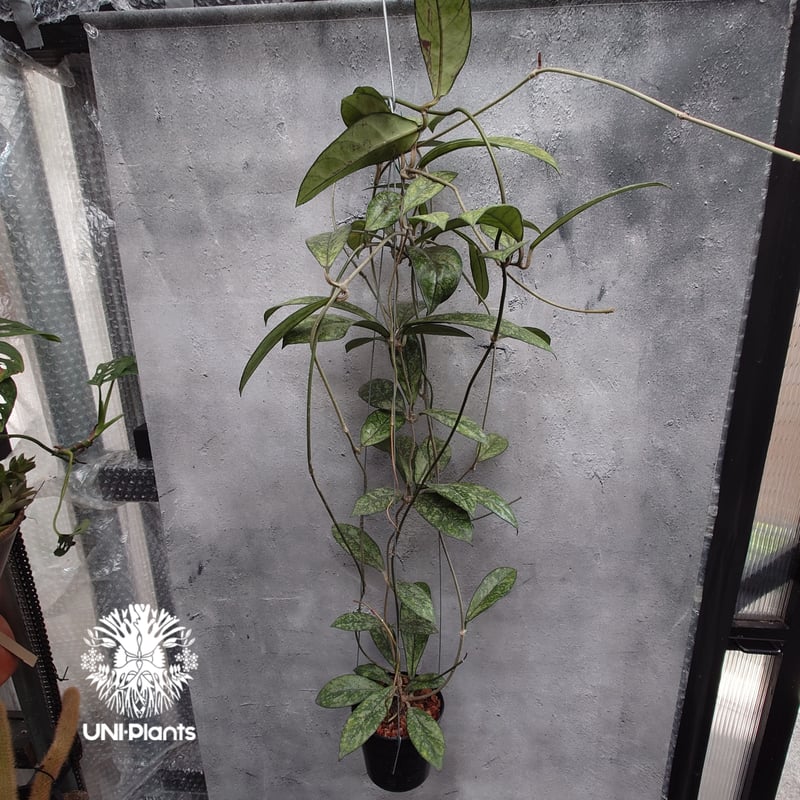 Hoya Crassipetiolata super splash ホヤ クラシペティオラータ