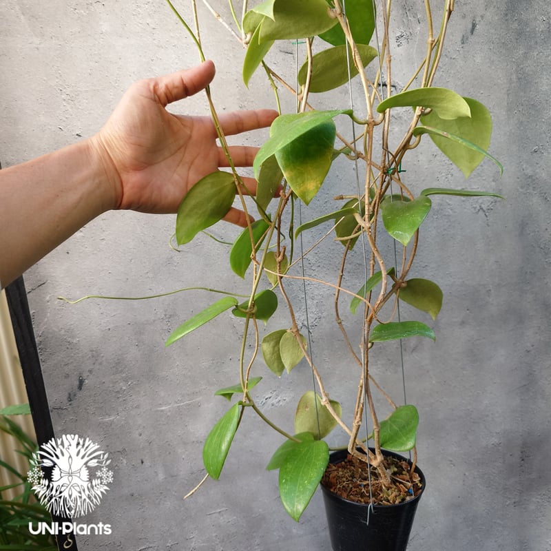 ホヤ アルドリッチ Hoya aldrichii ホヤ植物 ホヤの花 Hoyaplants つ