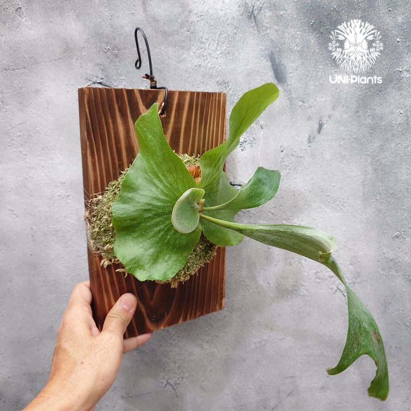 ビカクシダ ステマリア Platycerium stemaria ビカクシダ原種 シダ植物