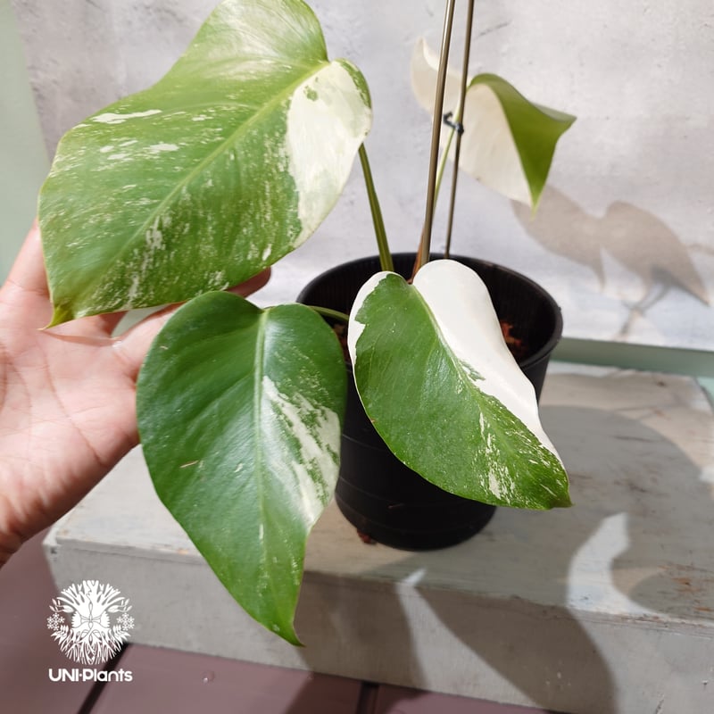 国内繁殖株・一点物】Monstera borsigiana 'Albo'｜モンステラ・ボル