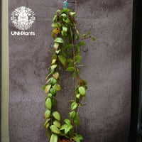 限定1株入荷 Hoya Nervosa jokul ホヤ 希少 ホヤ植物 ホヤの花 珍しい