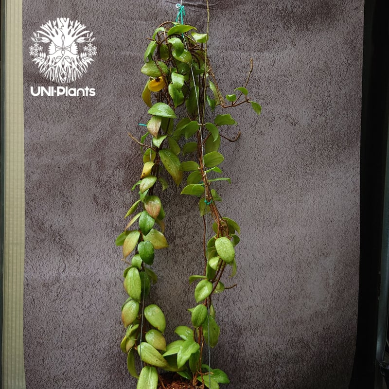 花座付き。 Hoya Fitchii orange flower (short leaves