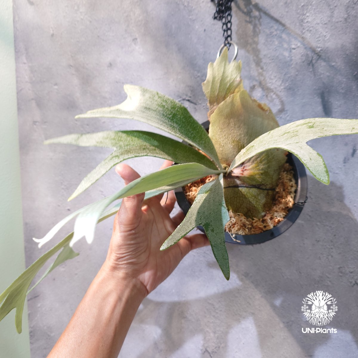 国内繁殖株・一点物】Platycerium bifurcatum 'white' ｜ビカ