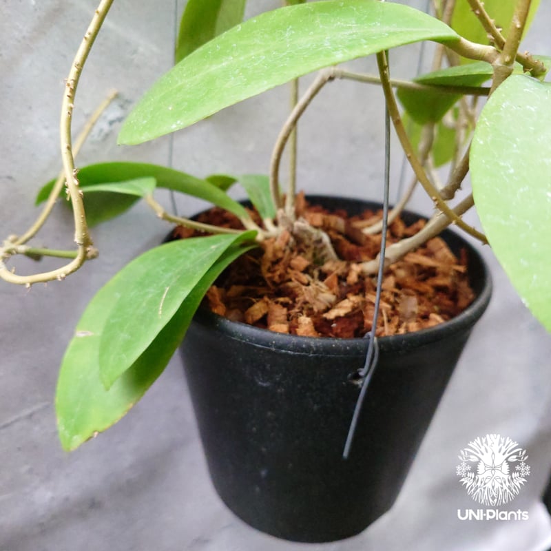 Hoya mindorensis Creamy 新色 ホヤミンドレンシス クリーミー ホヤ植物