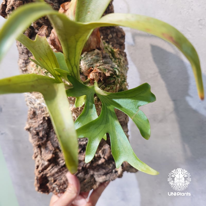 タイ直輸入・現地選抜】Platycerium coronarium 'Dragon Tree