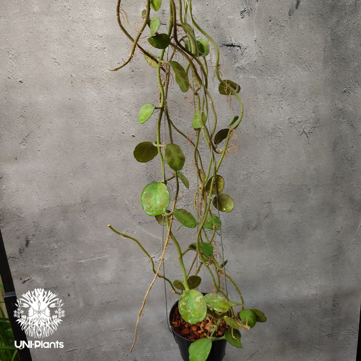 1259 ＊Hoya ＊ ホヤ ＊sp.Endau KB38＊マレーシアより Hoya sp endau Kb38