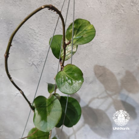 【タイ直輸入・希少】Hoya SS 7-21 ( kerrii x erythrina )｜ホヤ SS 7-21 ( ホヤ カーリー × ホヤ エリスリナ )｜珍品・ホヤ植物・つる性植物