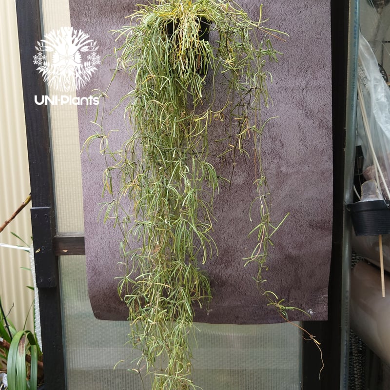 Hoya Retusa ホヤ レツーサ 大ぶりビックサイズ! ホヤ 植物 ホヤの花 観