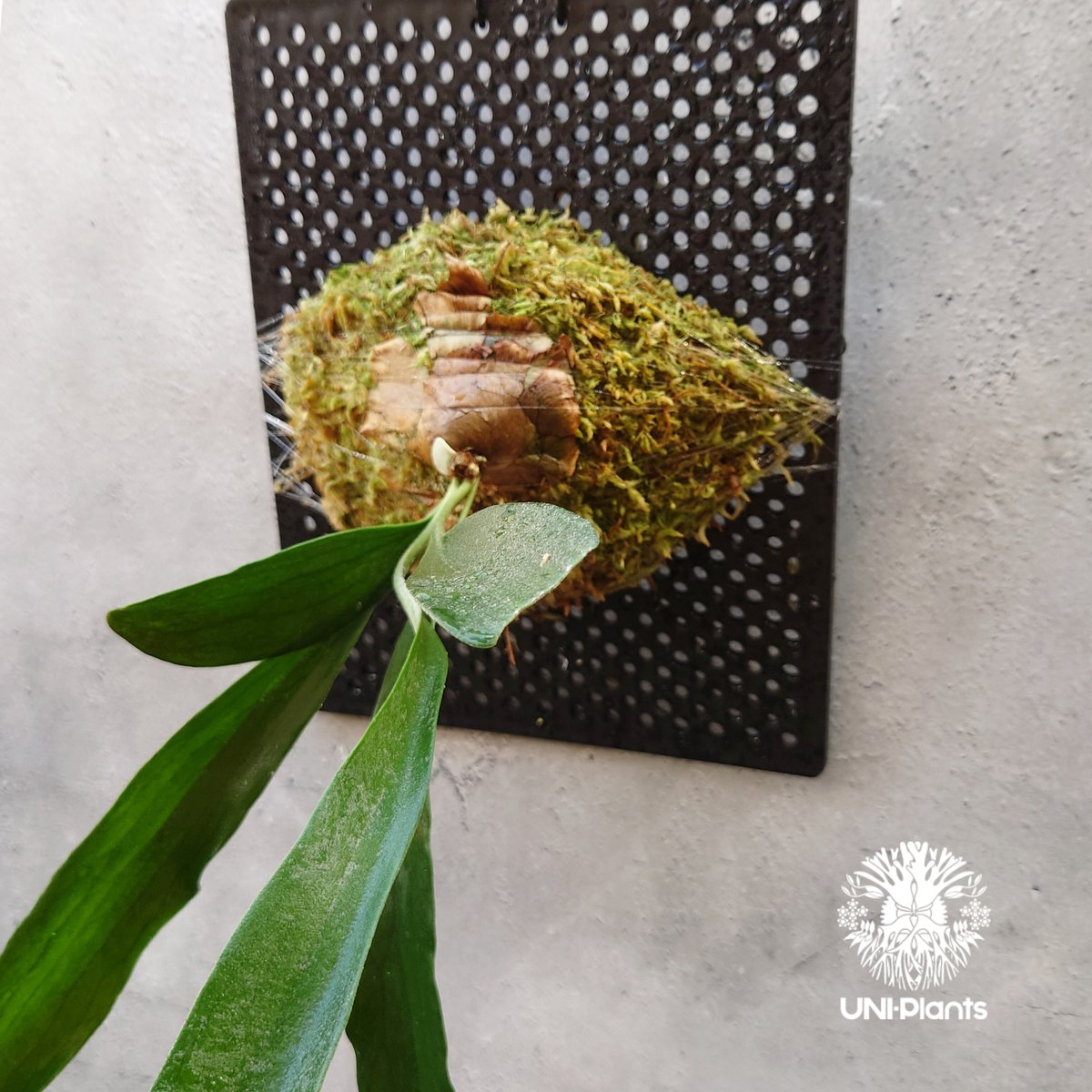 maple4033様大株ビカクシダライディーンコルク付コウモリラン