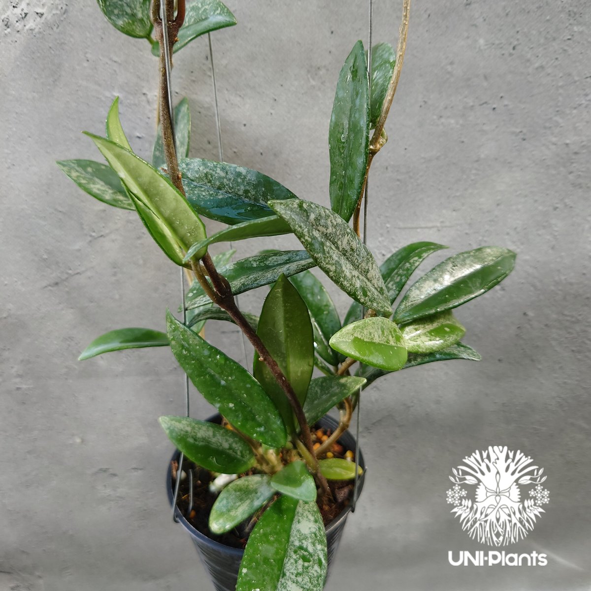 Hoya carnosa wilbur graves china ホヤ カルノサ ウィバー グ