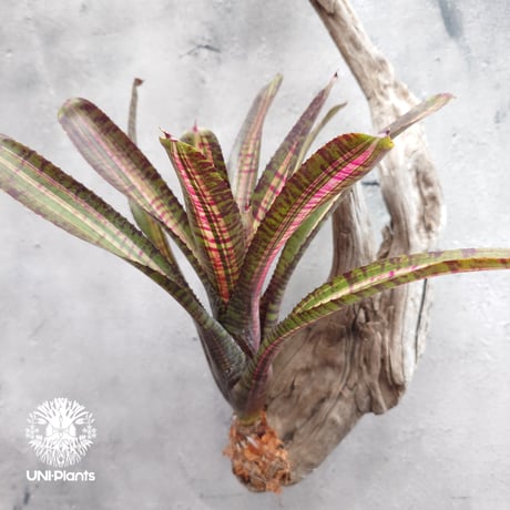 Neoregelia Hot Ember ネオレゲリア ホットエンバー Neoregelia ネオレゲリア着生アレンジ ブロメリア Bromeliad ブロメリア科ネオレゲリア属
