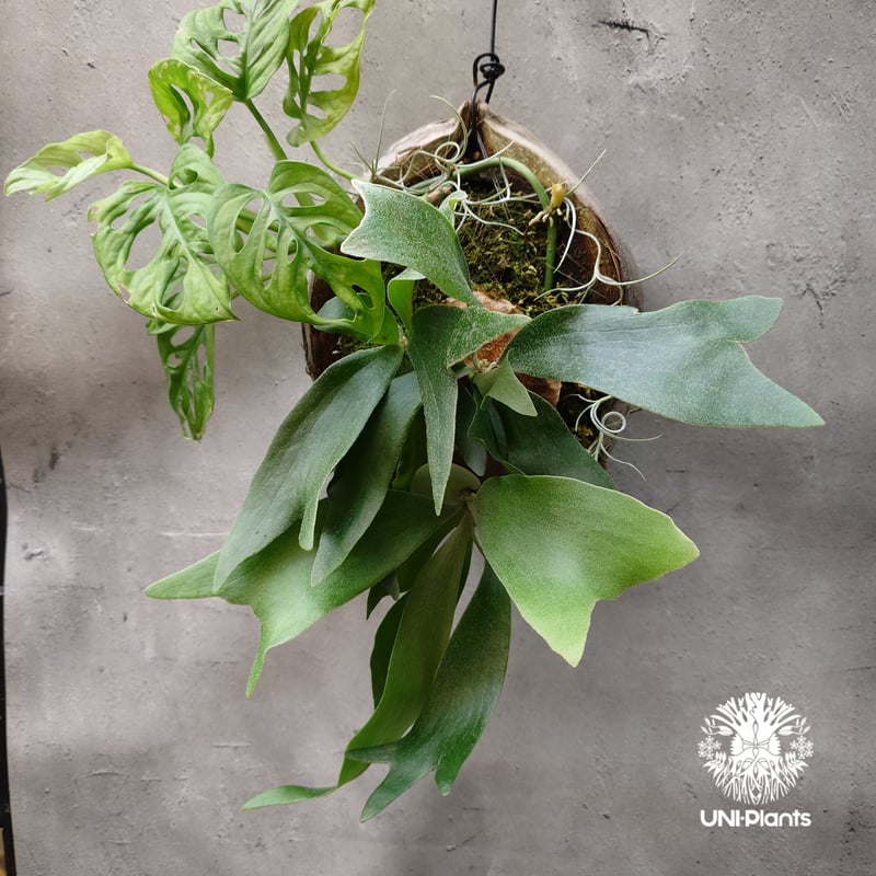 ビカクシダ ビフルカツム × マドカズラ 着生アレンジ ヤシの実仕立て