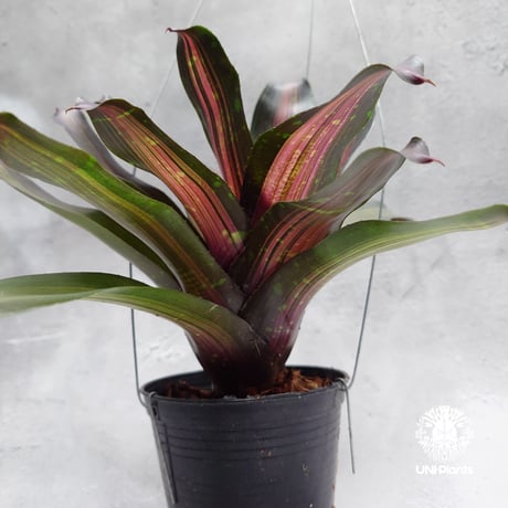Neoregelia Margaret ネオレゲリア マーガレット Neoregelia ブロメリア  Bromeliad ブロメリア科ネオレゲリア属