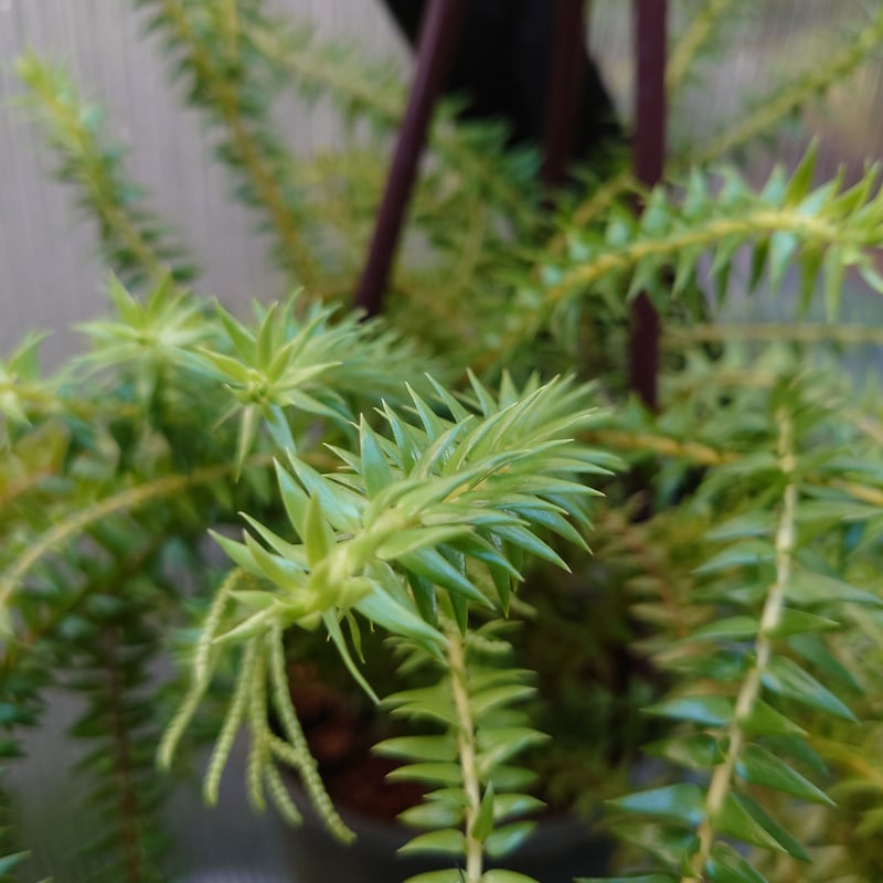 フペルジア・フレグマリア Huperzia phlegmaria 観葉植物 珍奇