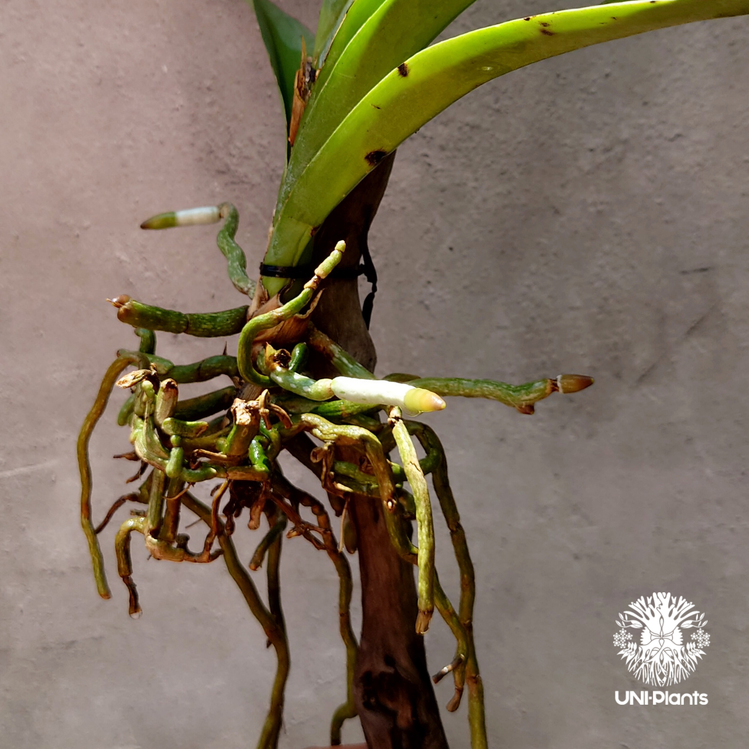 バンダ 洋蘭 Vanda orchid 流木着生 ラン 蘭 花が綺麗な洋ラン | UNI-Pl