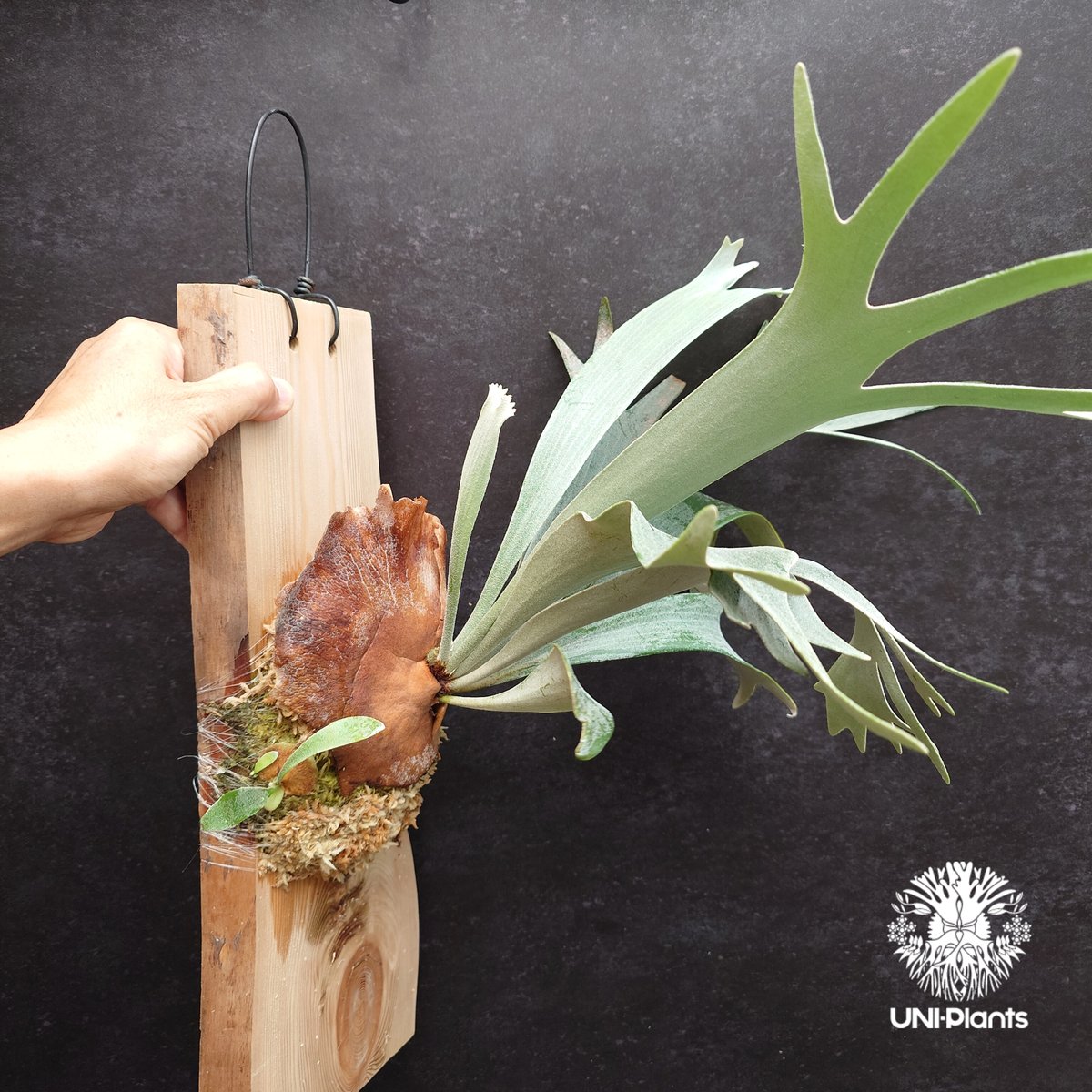 Platycerium White Wing sporeling (P.veitchii x