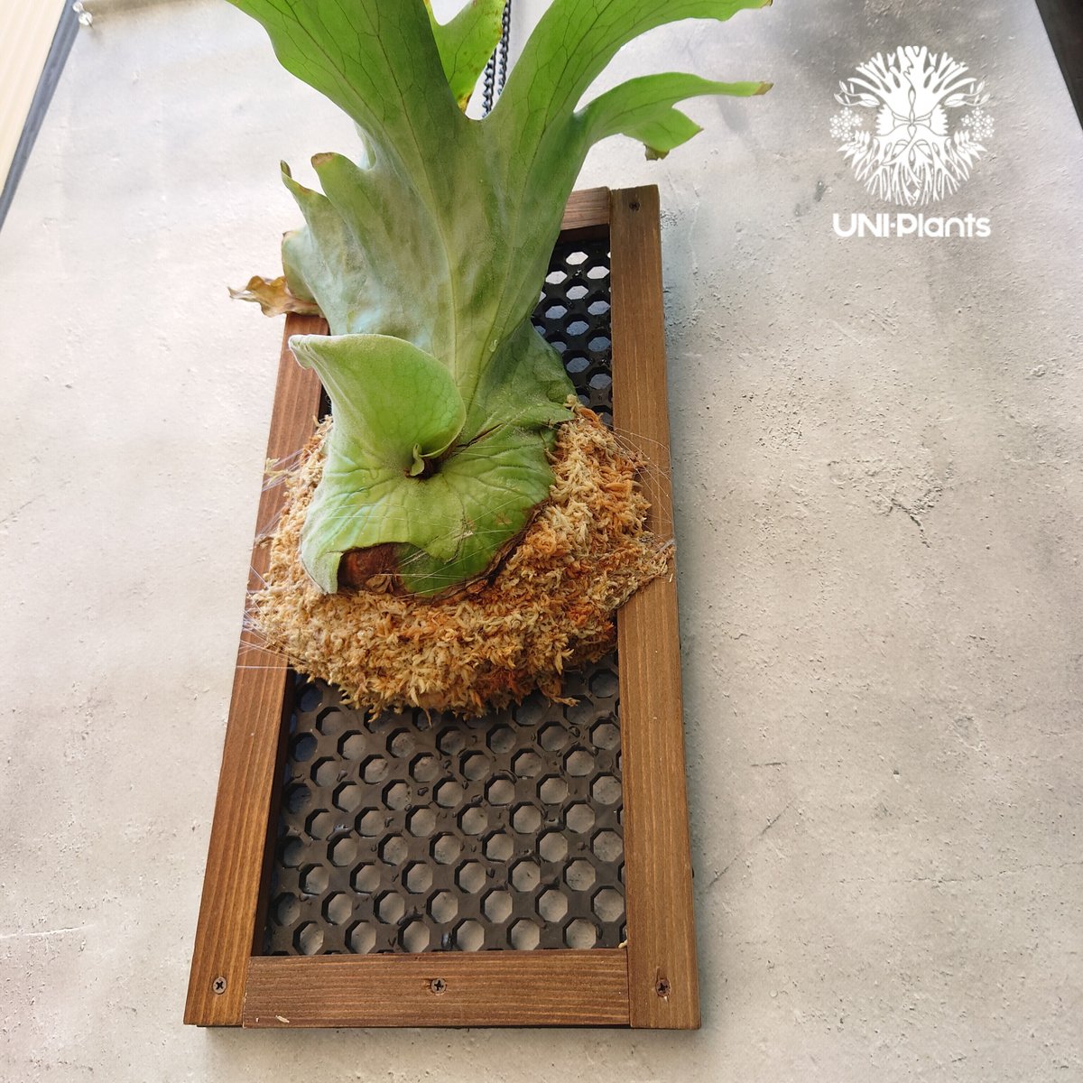 値下げビカクシダ グランデ ビカクシダグランデ | STORES