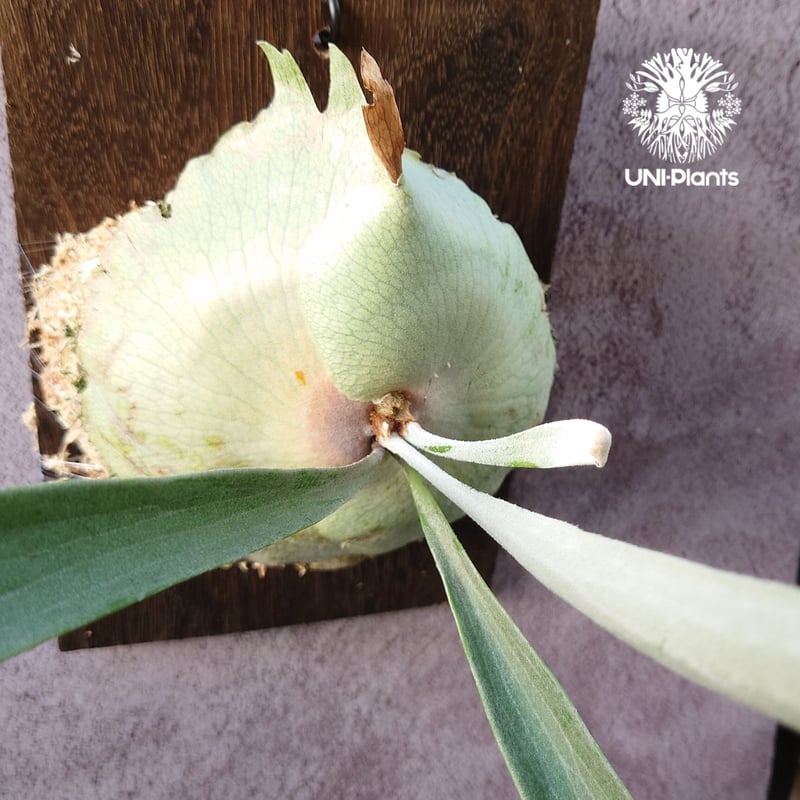 初入荷! ビカクシダ レモイネイ Platycerium veitchii 'Lemoine