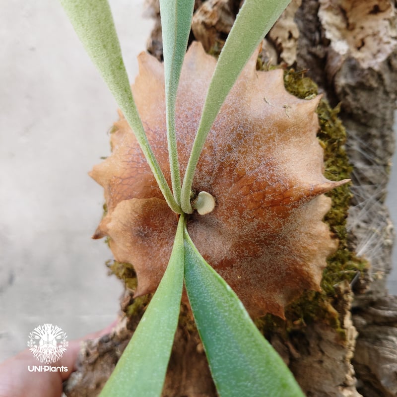 ビカクシダ ビフルカツム Platycerium bifurcatum コウモリラン