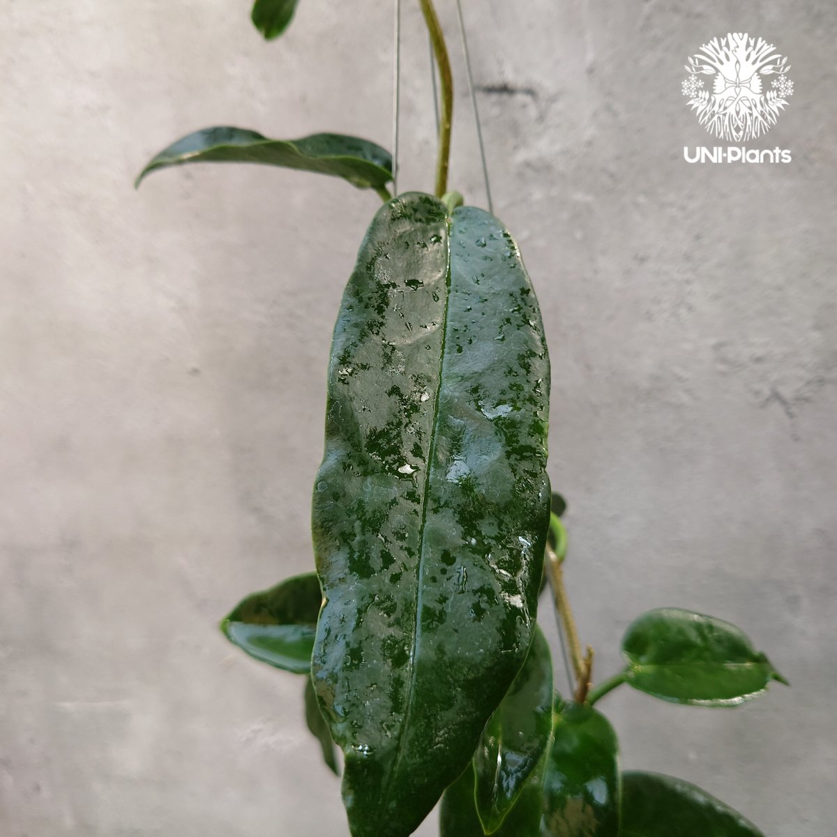 Hoya Seanie 希少 ホヤ植物 ホヤの花 珍しい つる性植物 ハンギング