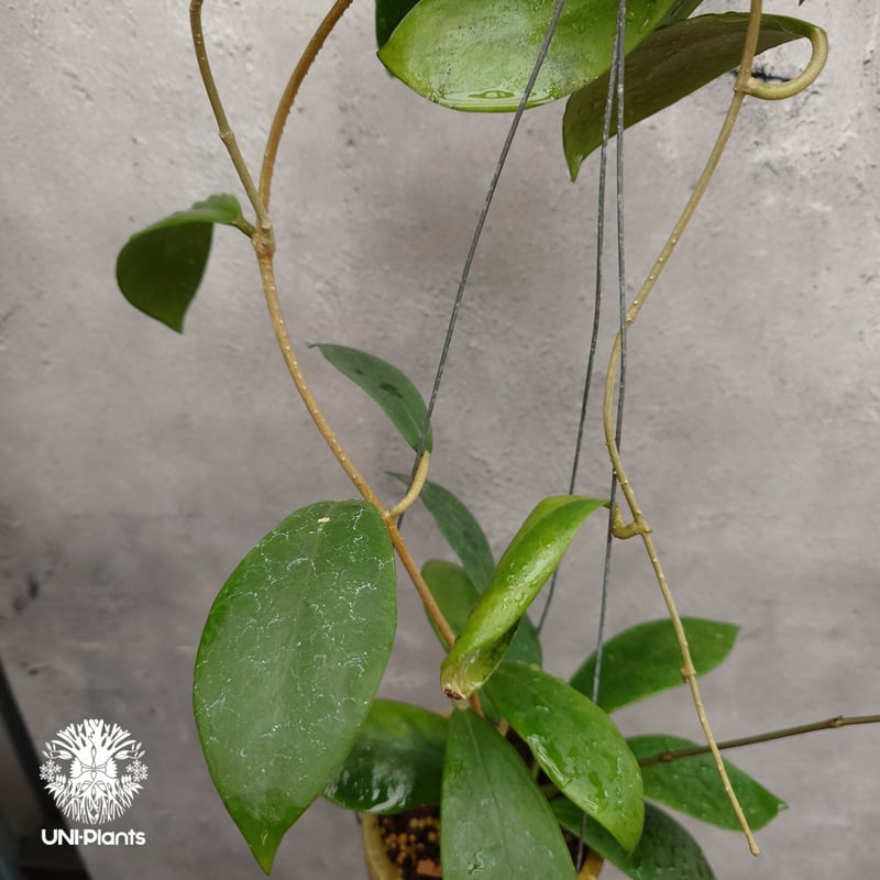 希少! Hoya mindorensis superba ホヤミンドレンシス スパーバ ホヤ植