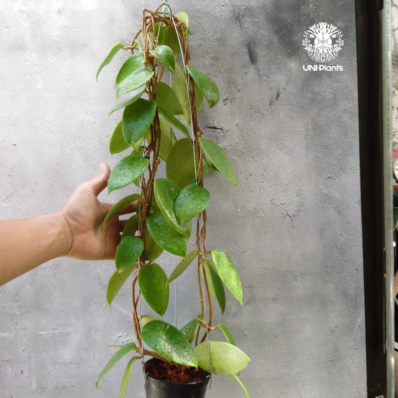 ホヤ アルドリッチ Hoya aldrichii ホヤ植物 サクララン Hoyaplants