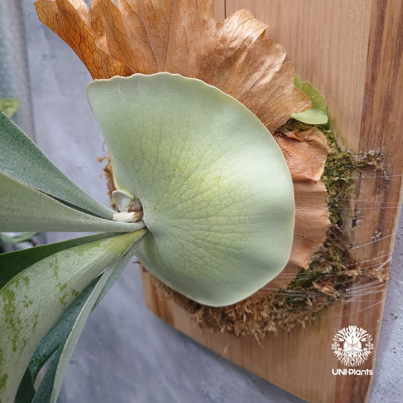 ビカクシダ 斑入り Mix spore OC 平田ナーセリー ビカクシダ 斑入り