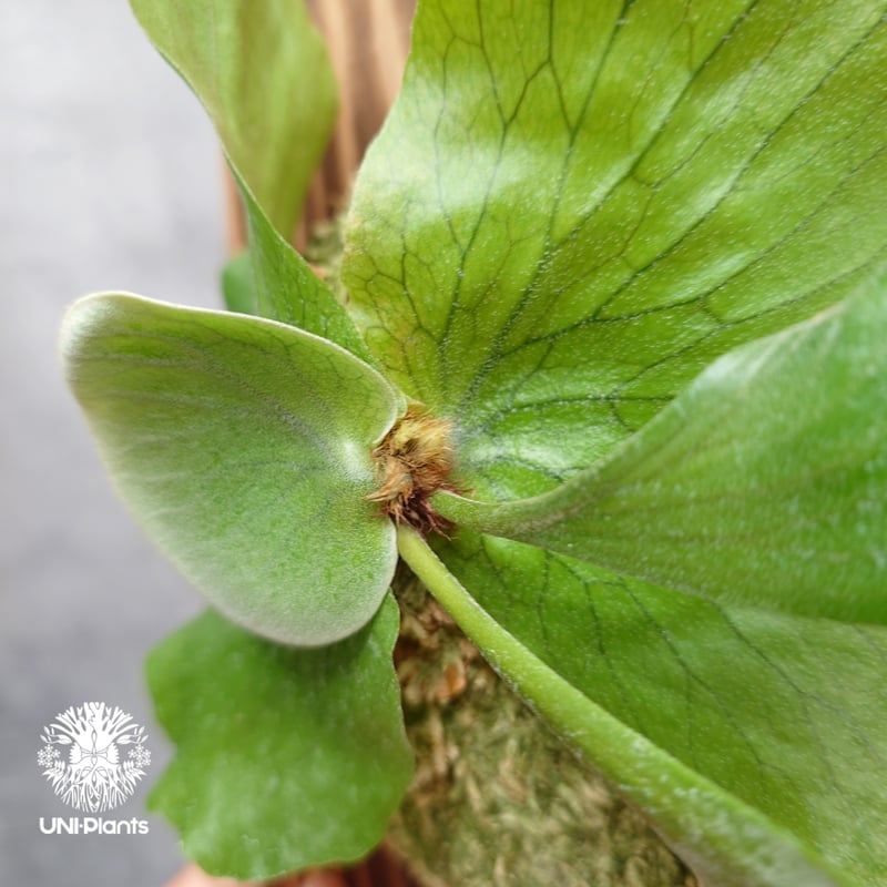 ビカクシダ ステマリア ビカクシダ ステマリア Platycerium stemaria ビカクシダ原種 シダ植物