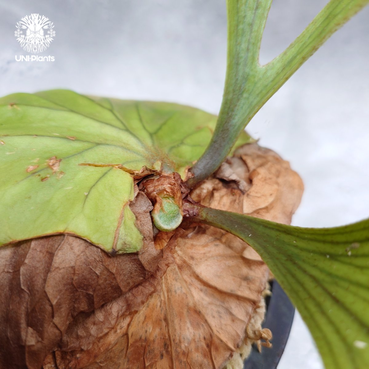 タマ★ビカクシダセット★ Platycerium kitshakood 