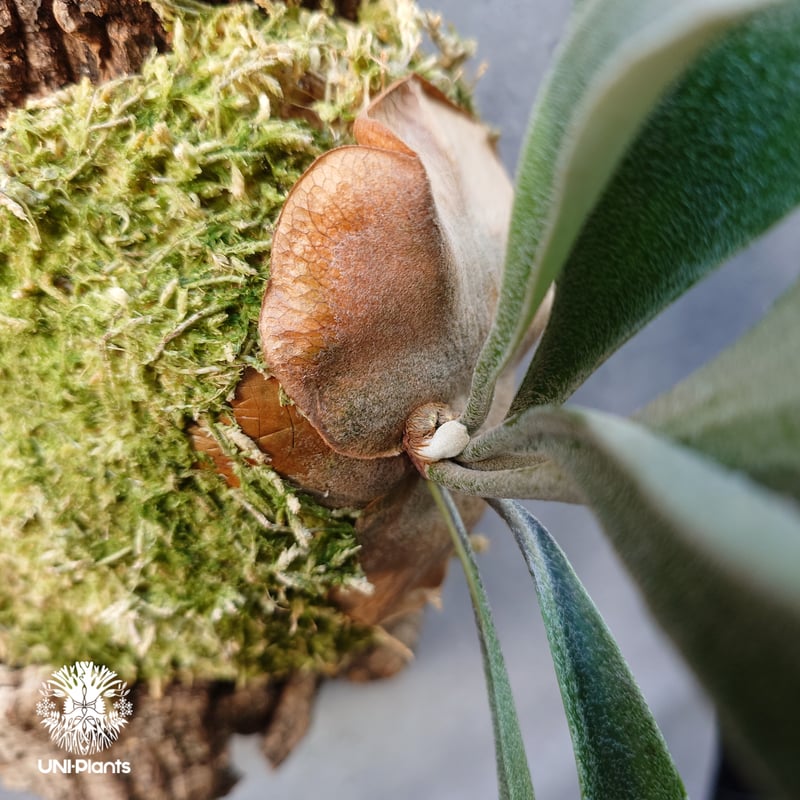 Platycerium Mt.Lewis(pup)ビカクシダ マウントルイス シダ Platycerium Mt.Lewis(pup)ビカクシダ マウントルイス シダ