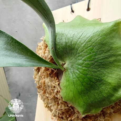 ビカクシダアルシコルネ | STORES