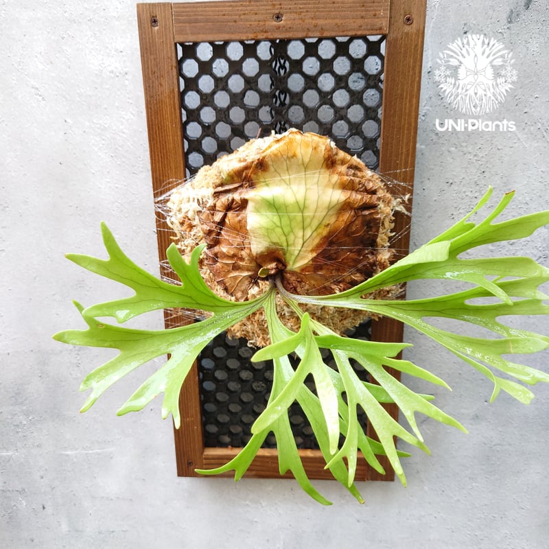 タマ★ビカクシダセット★ 初入荷! ビカクシダ キッチャクード シンリーフ Platycerium mt