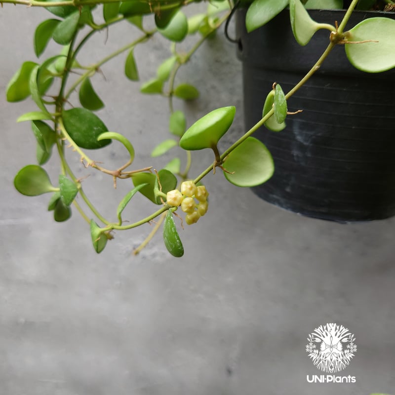 珍種　ホヤ　メデューサ Hoya Medusa サクララン 珍種 ホヤ メデューサ Hoya Medusa サクララン