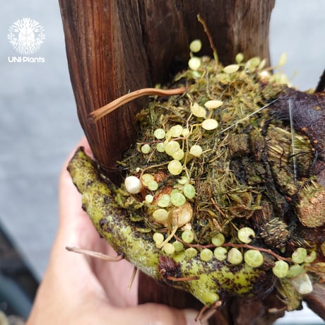 Drynaria rigidula `whitei ドリナリア·リギデュラ'ホワイティ' 流木仕立て 観葉植物 珍奇植物 植物 着生植物 インテリア植物 珍しい シダ植物