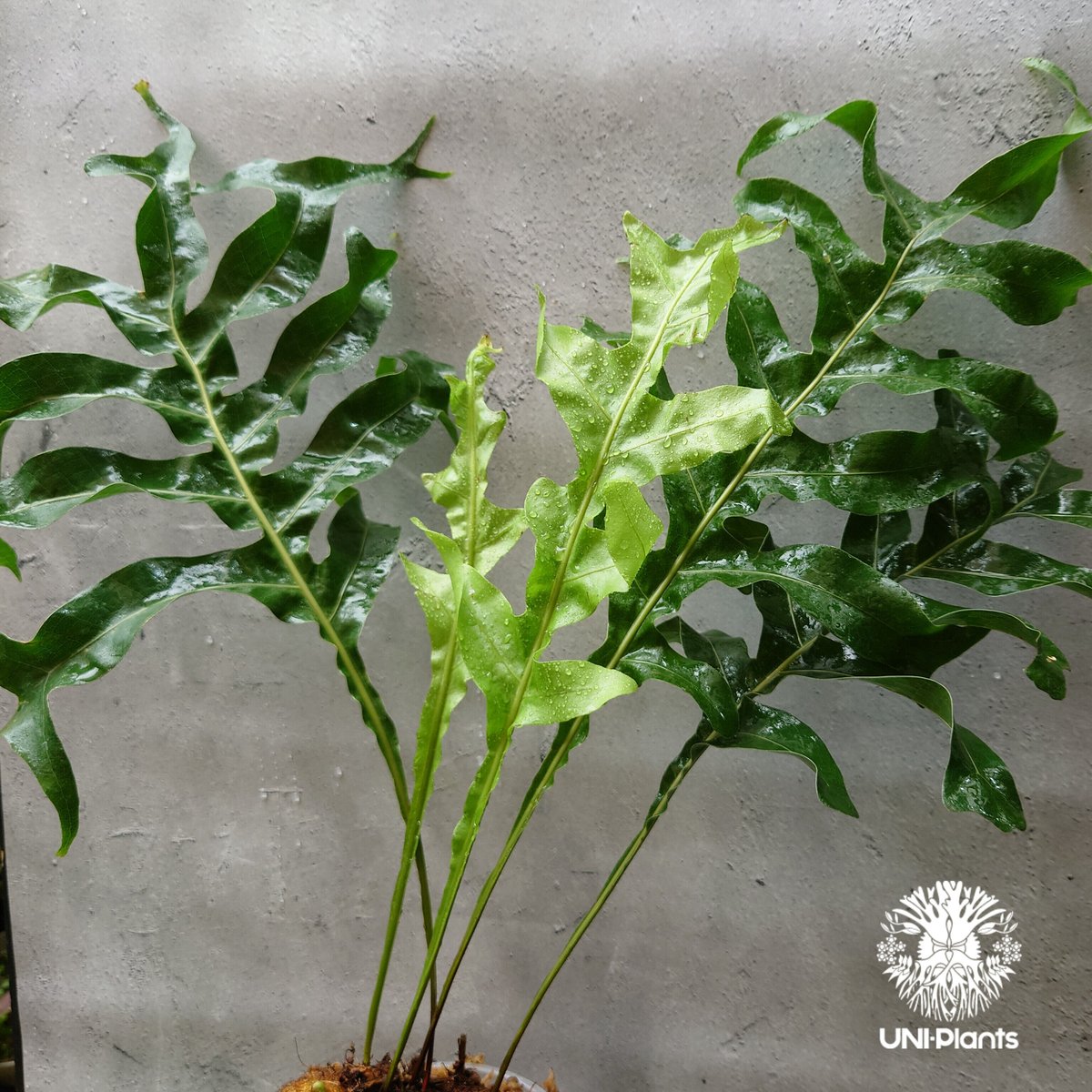 初入荷! Drynaria bonii wild ドリナリア·ボニー タイ産山採り株 観葉